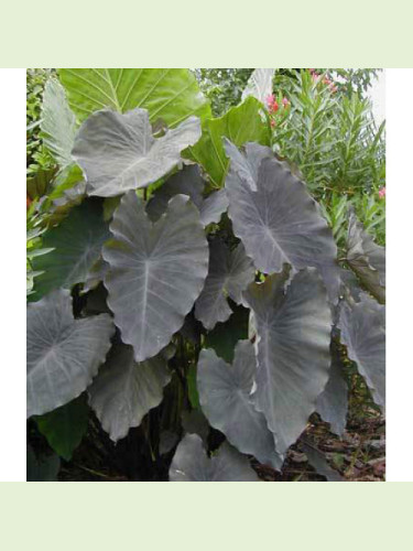 Colocasia esculenta 'Black ruffles'