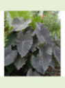 Colocasia esculenta 'Black ruffles'