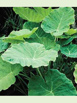 Colocasia Gigantea / Leucocasia gigantea