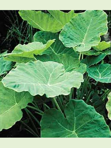 Colocasia Gigantea / Leucocasia gigantea