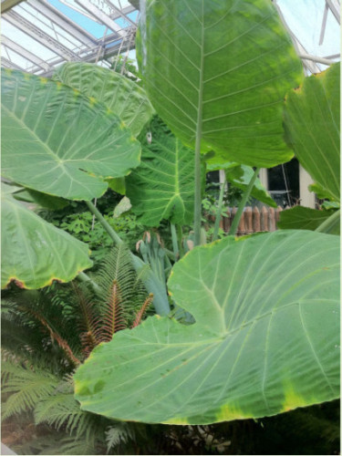 Colocasia Gigantea / Leucocasia gigantea