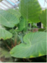 Colocasia Gigantea / Leucocasia gigantea