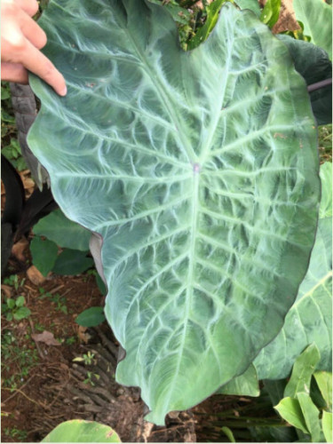 Colocasia 'Crocodile leather'