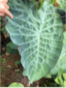 Colocasia 'Crocodile leather'