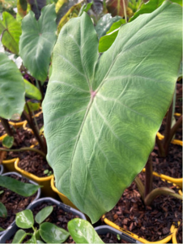 Colocasia 'Crocodile leather'