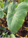 Colocasia 'Crocodile leather'