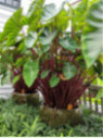 colocasia hawaiian punch