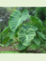 Colocasia Jack's Giant