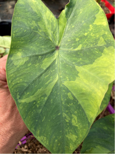 Colocasia lemon lime