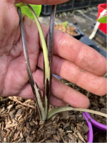 Colocasia lemon lime