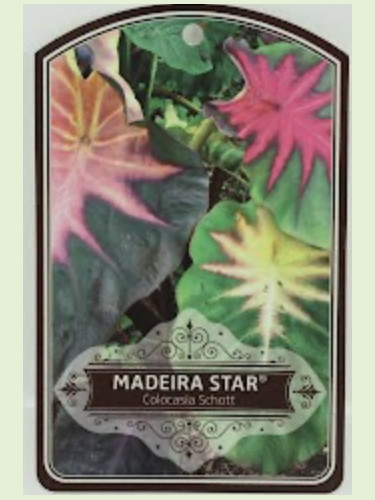 Colocasia 'Madeira star'