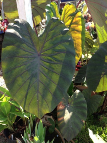 Colocasia 'Madeira'