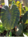 Colocasia 'Madeira'