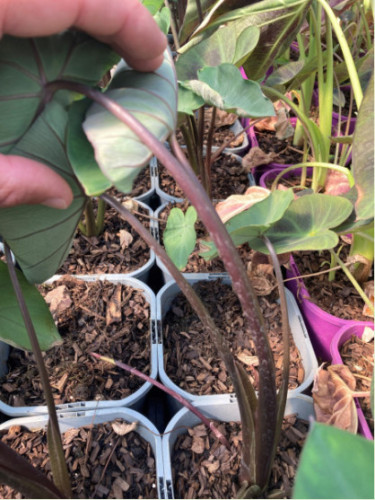 Colocasia esculenta metalica