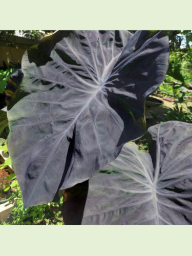 Colocasia 'Amethyst'