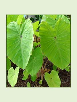 colocasia esculenta Red Eyed Gecko