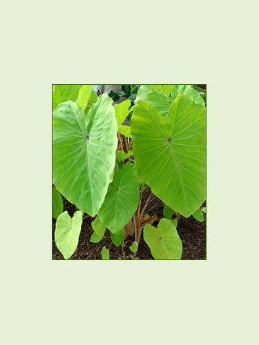 colocasia esculenta Red Eyed Gecko