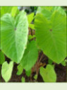 colocasia esculenta Red Eyed Gecko