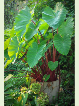 Colocasia esculenta 'Sangria'