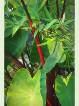 Colocasia esculenta 'Sangria'