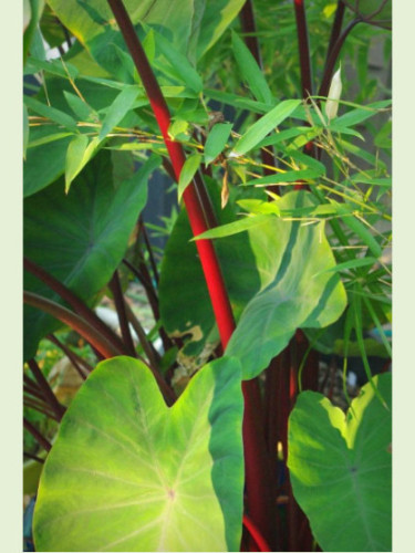 Colocasia esculenta 'Sangria'