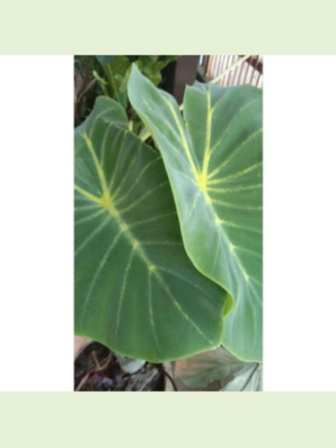 Colocasia yellow widow