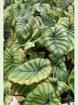 Colocasia Cophama 'Pharaoh's mask®' (Pharaon)