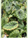 Colocasia Cophama 'Pharaoh's mask®' (Pharaon)