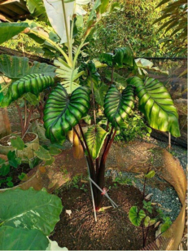 Colocasia Cophama 'Pharaoh's mask®' (Pharaon)