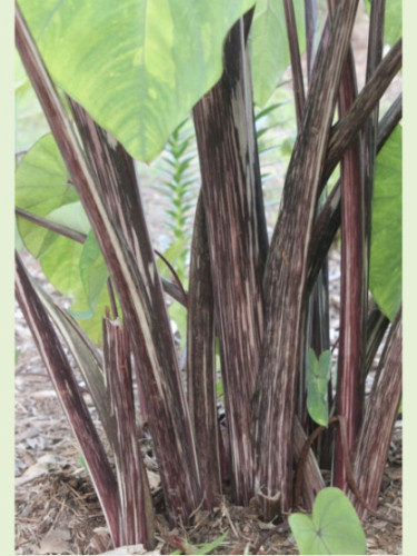 colocasia tiger stripe