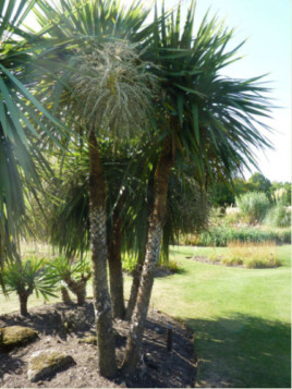 Cordyline Australis