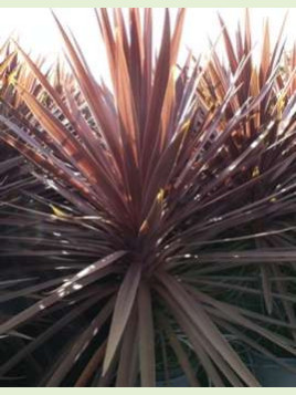 Cordyline australis 'Red star'