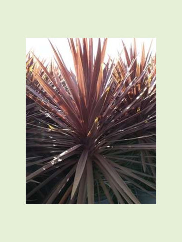 Cordyline australis 'Red star'