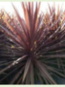 Cordyline australis 'Red star'