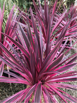 Cordyline pink passion