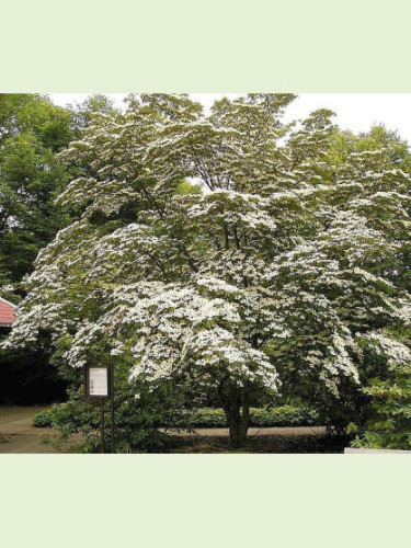 Cornus kousa chinensis / Cornouiller de Chine