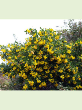 Coronilla emerus / Coronille des jardins