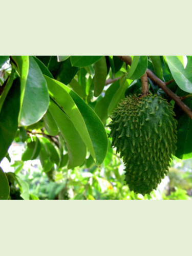 Annona muricata / Corossol / Guanabana