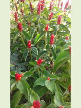 Costus Woodsonii Dwarf French Kiss