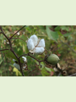 Gossypium barbadense / Cotonnier