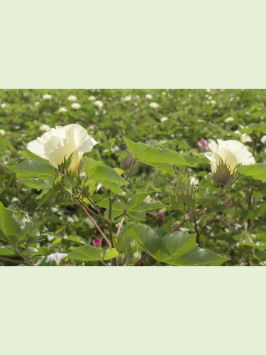 Gossypium barbadense / Cotonnier