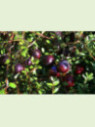 Vaccinium macrocarpon 'Big pearl' / Cranberry / Canneberge