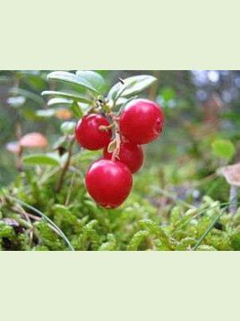 Vaccinium macrocarpon 'Pilgrim' / Cranberry / Canneberge