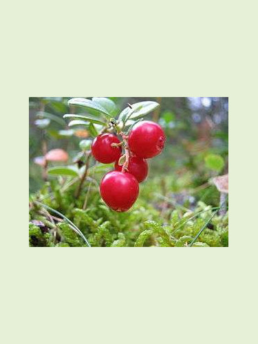 Vaccinium macrocarpon 'Pilgrim' / Cranberry / Canneberge