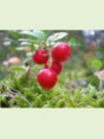 Vaccinium macrocarpon 'Pilgrim' / Cranberry / Canneberge