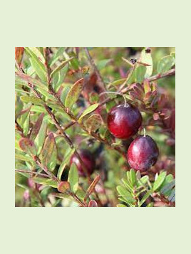 Vaccinium macrocarpon 'Stevens' / Cranberry / Canneberge