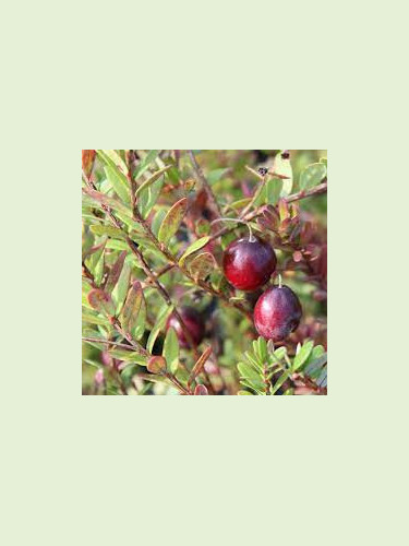 Vaccinium macrocarpon 'Stevens' / Cranberry / Canneberge