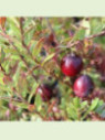 Vaccinium macrocarpon 'Stevens' / Cranberry / Canneberge