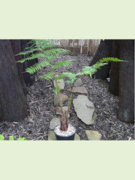 Cyathea cooperi