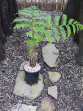 Cyathea cooperi